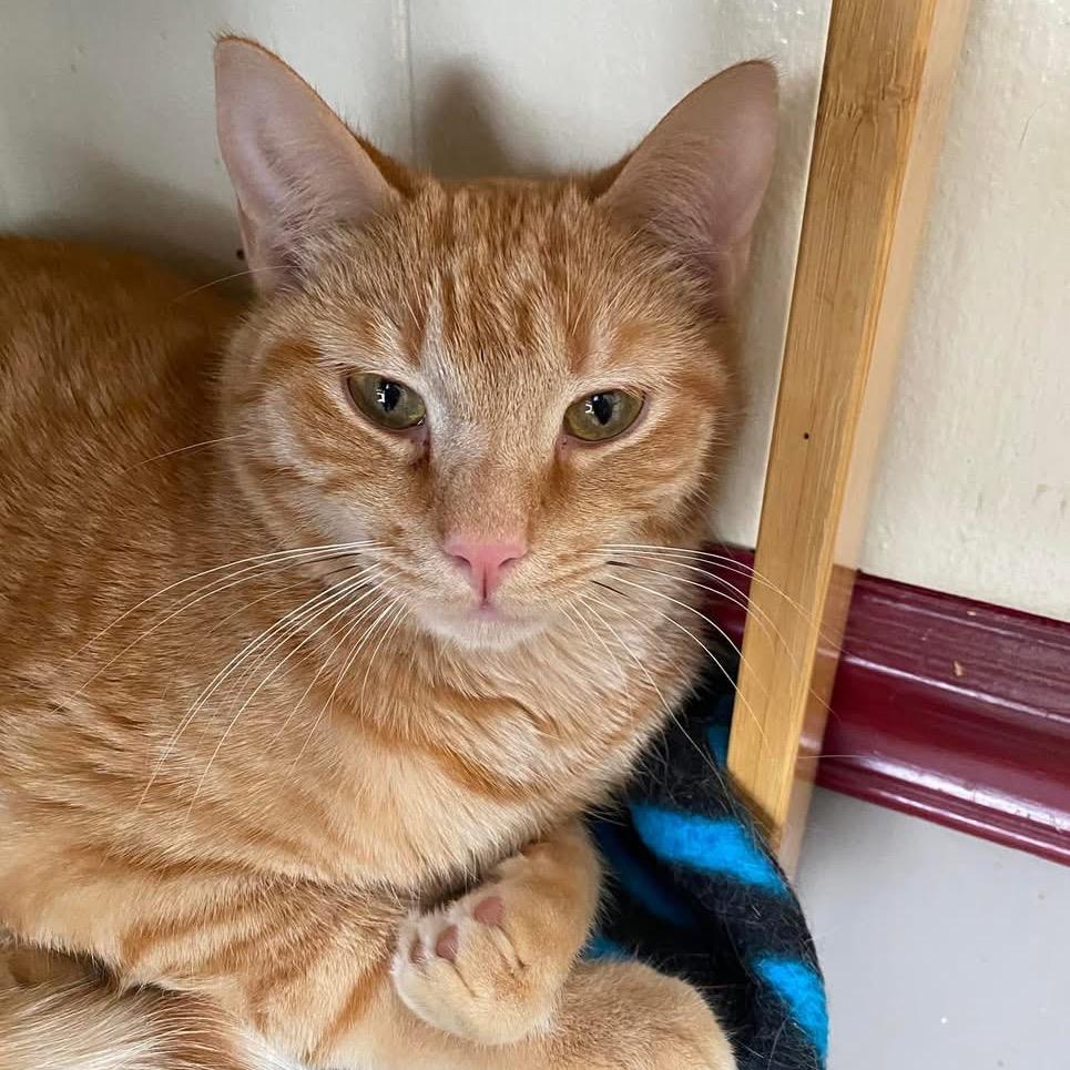 Ti, Young Female Tabby