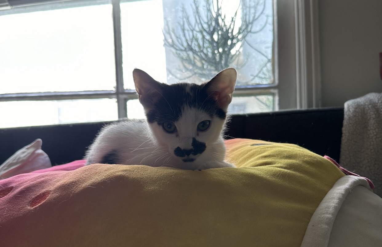 Mochi — thumbnail 2