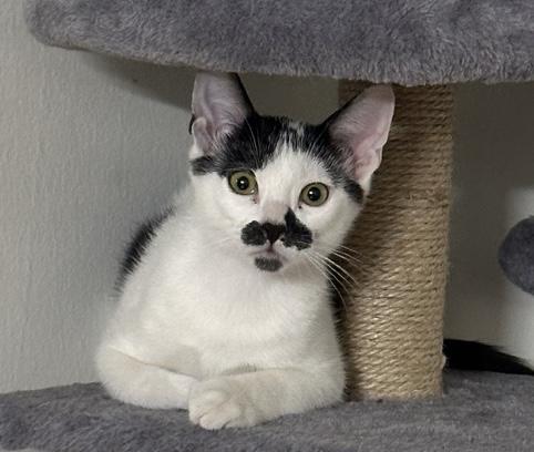 Mochi — thumbnail 3