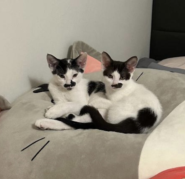 Mochi — thumbnail 4