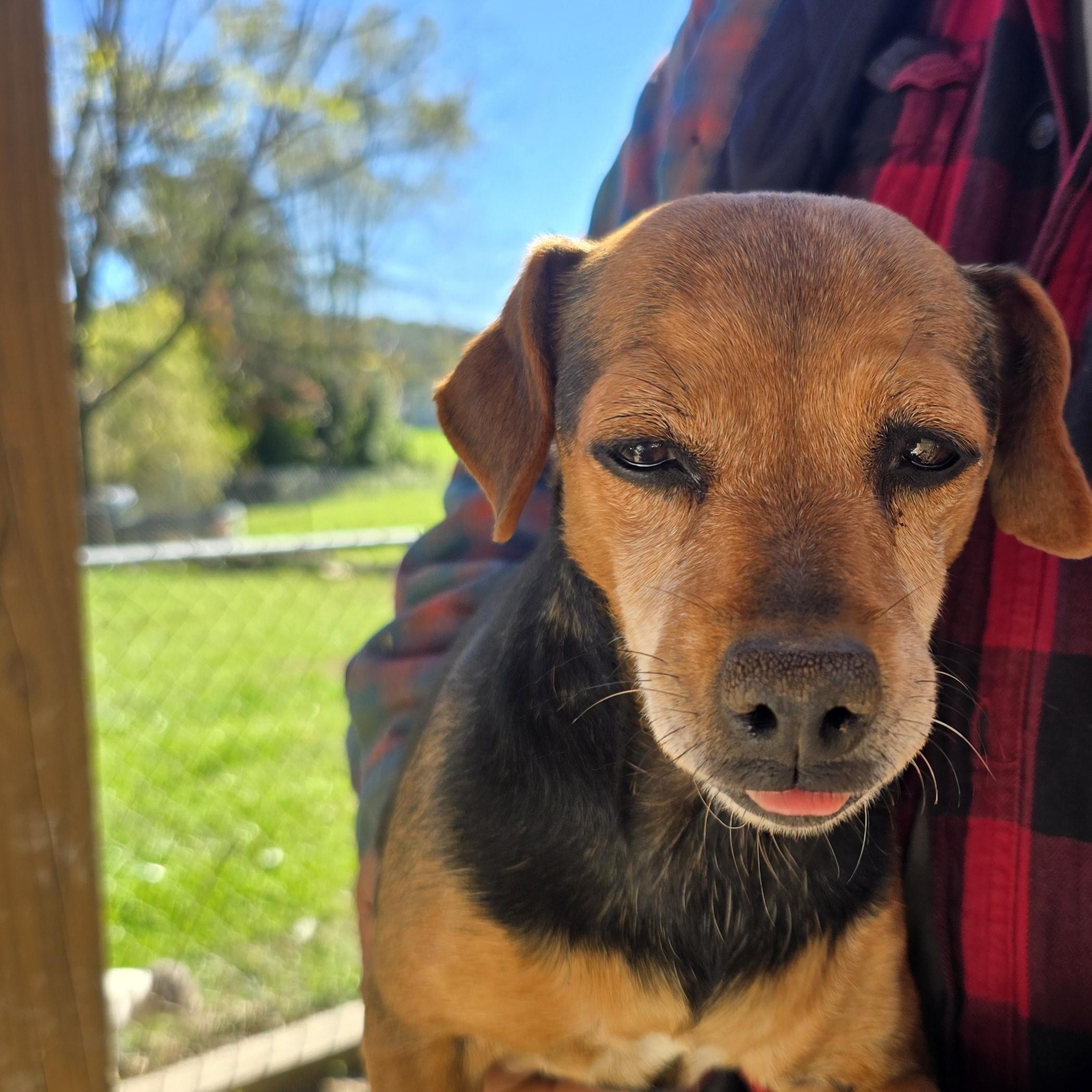 Enlarge Trixie, a Adoptable mixed breed in Zaleski, OH image 2/2