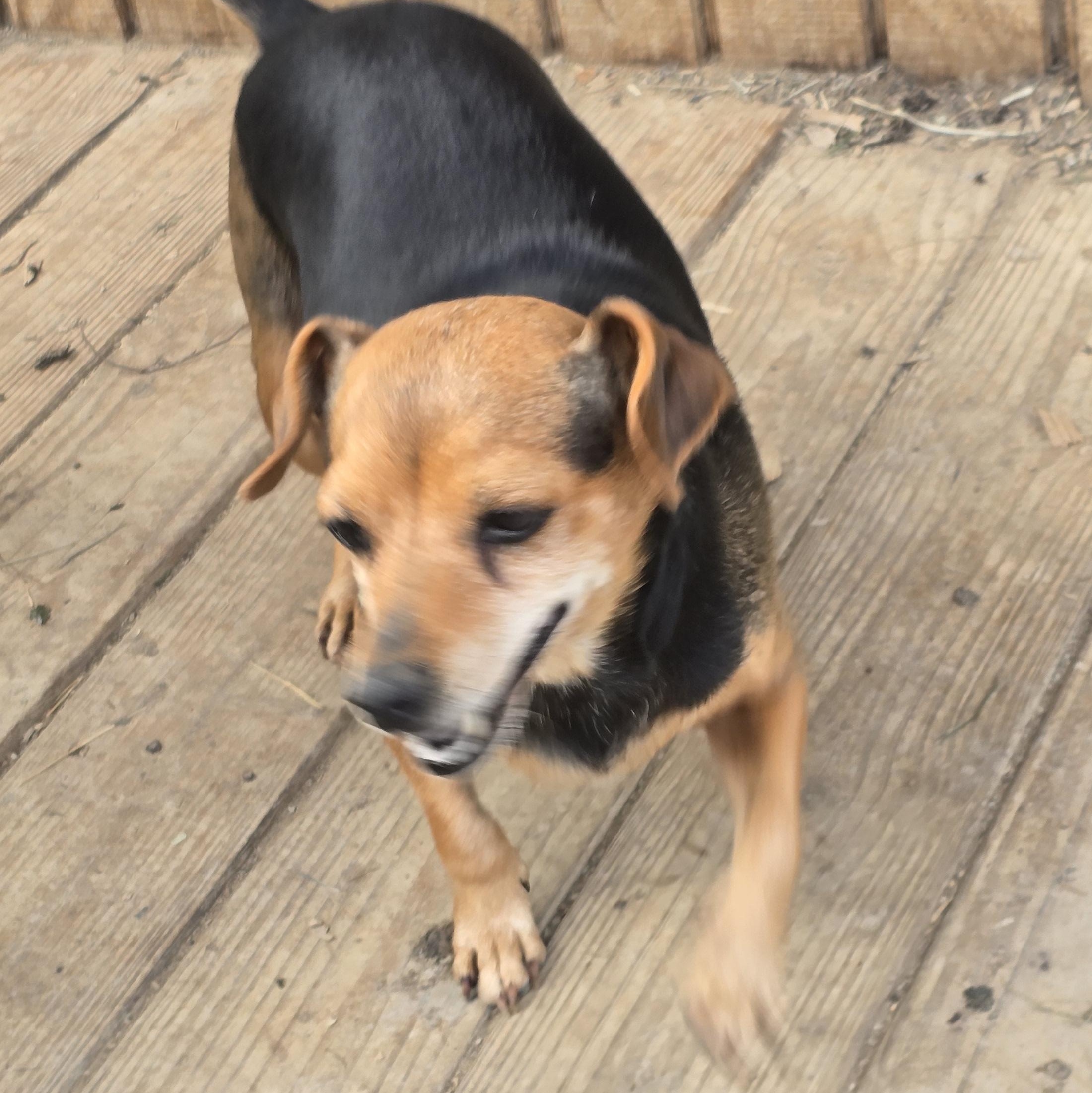 Trixie, Adoptable, Adult Female Beagle.