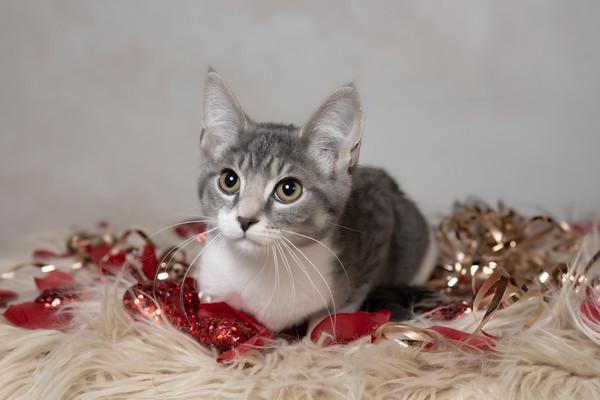 Enlarge Sequoia, an adopted Domestic Short Hair in Muncie, IN image 1/2