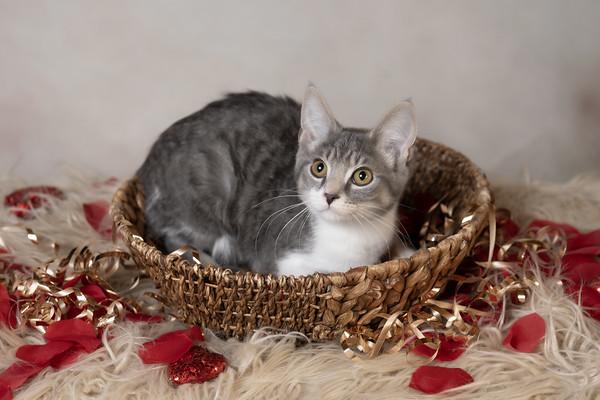 Enlarge Sequoia, an adopted Domestic Short Hair in Muncie, IN image 2/2