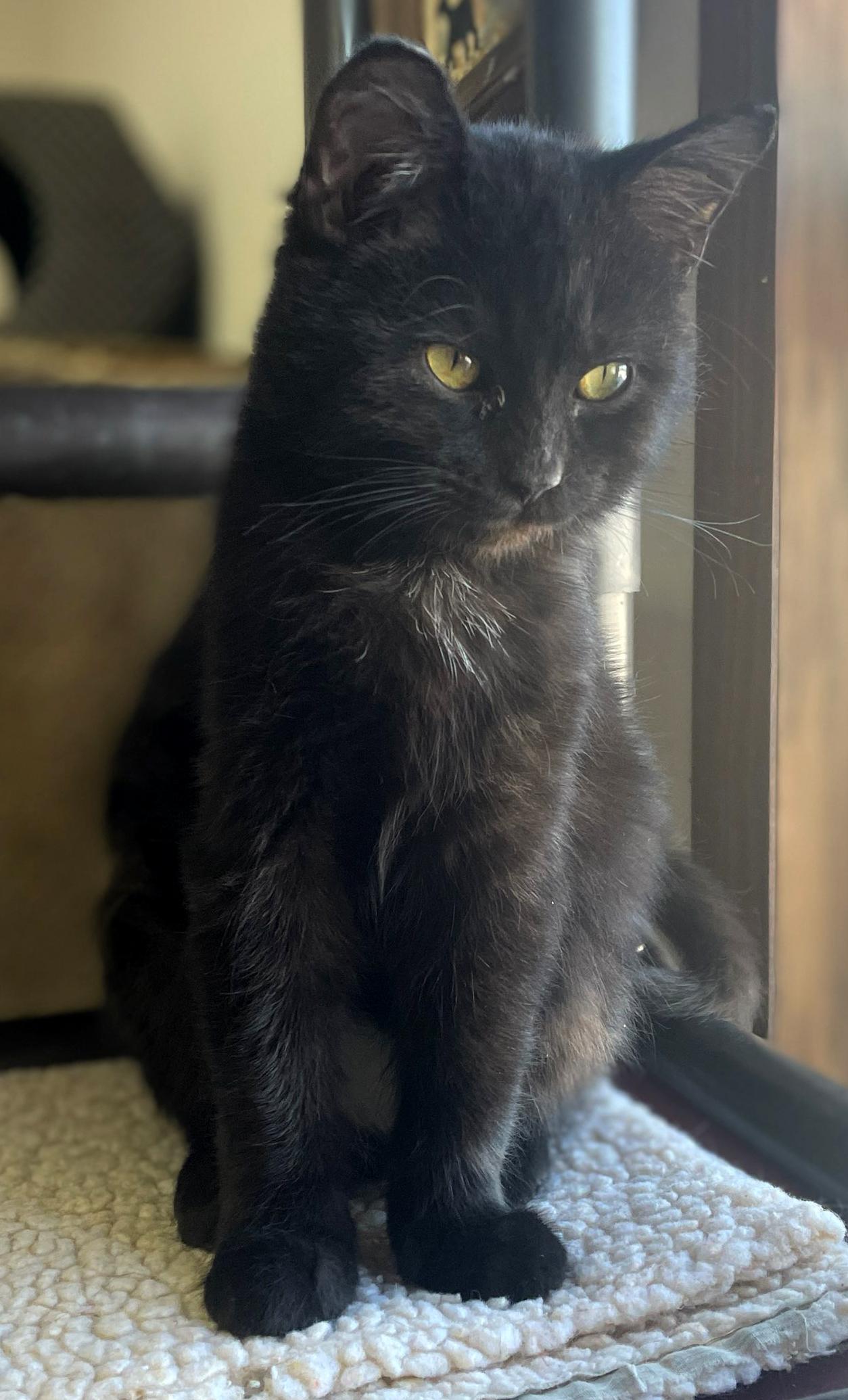 Enlarge Licorice, a Adoptable Domestic Short Hair in Neillsville, WI image 4/4