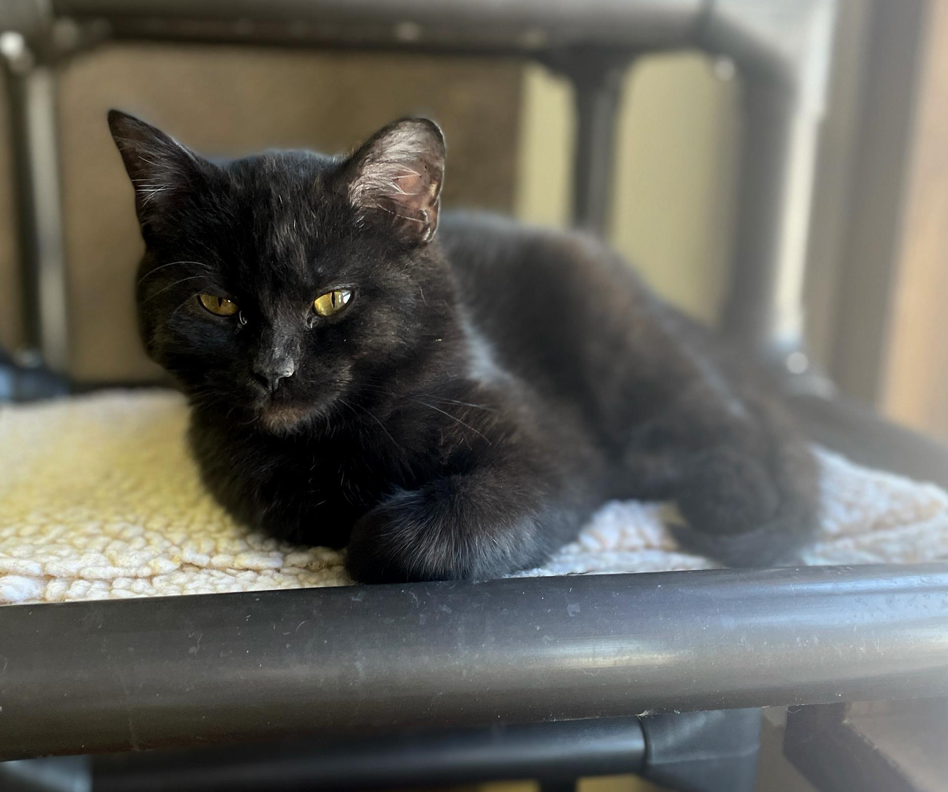 Enlarge Licorice, a Adoptable Domestic Short Hair in Neillsville, WI image 3/4