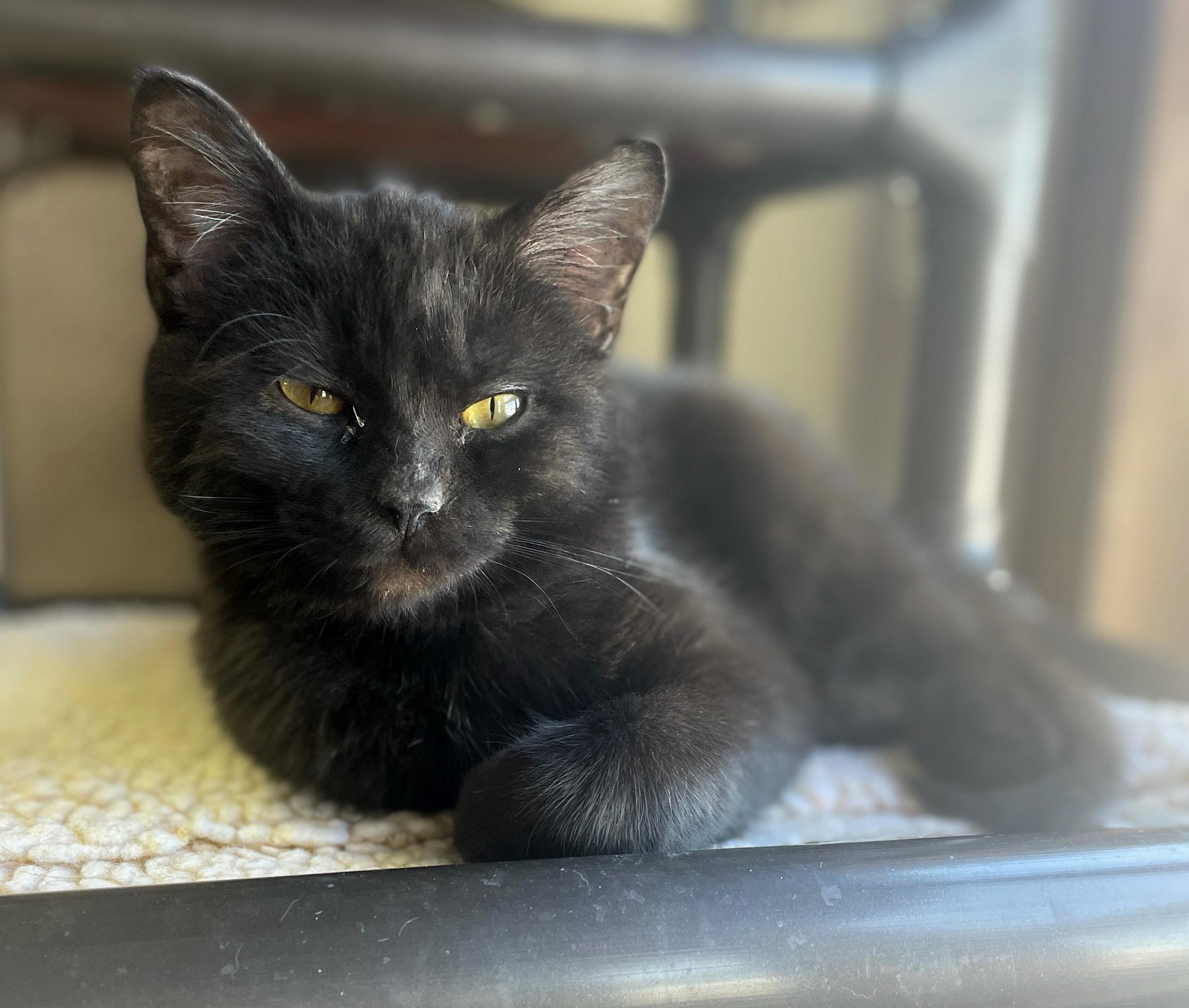 Licorice, Adoptable, Kitten Male Domestic Short Hair.