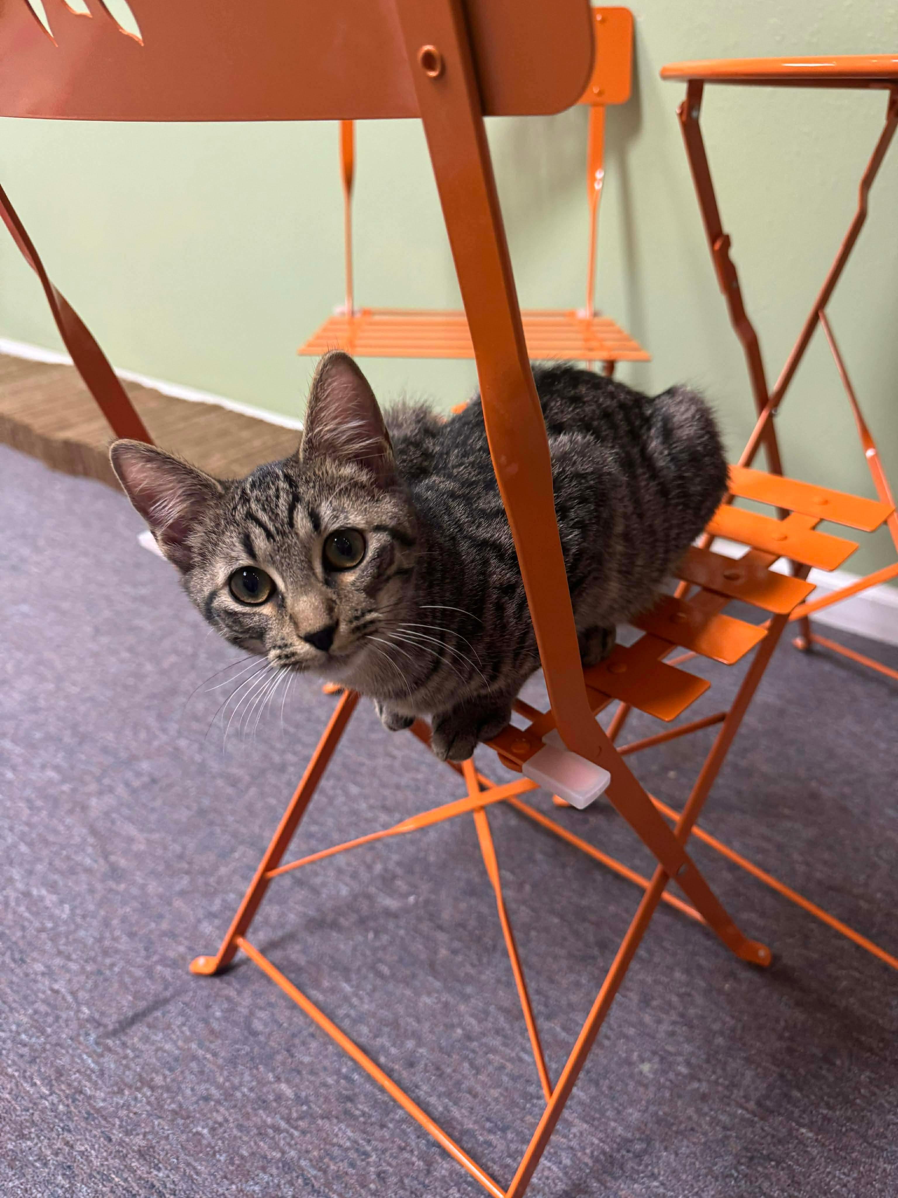 Enlarge Saffron, a Adoptable Domestic Short Hair in Randolph, AL image 1/1