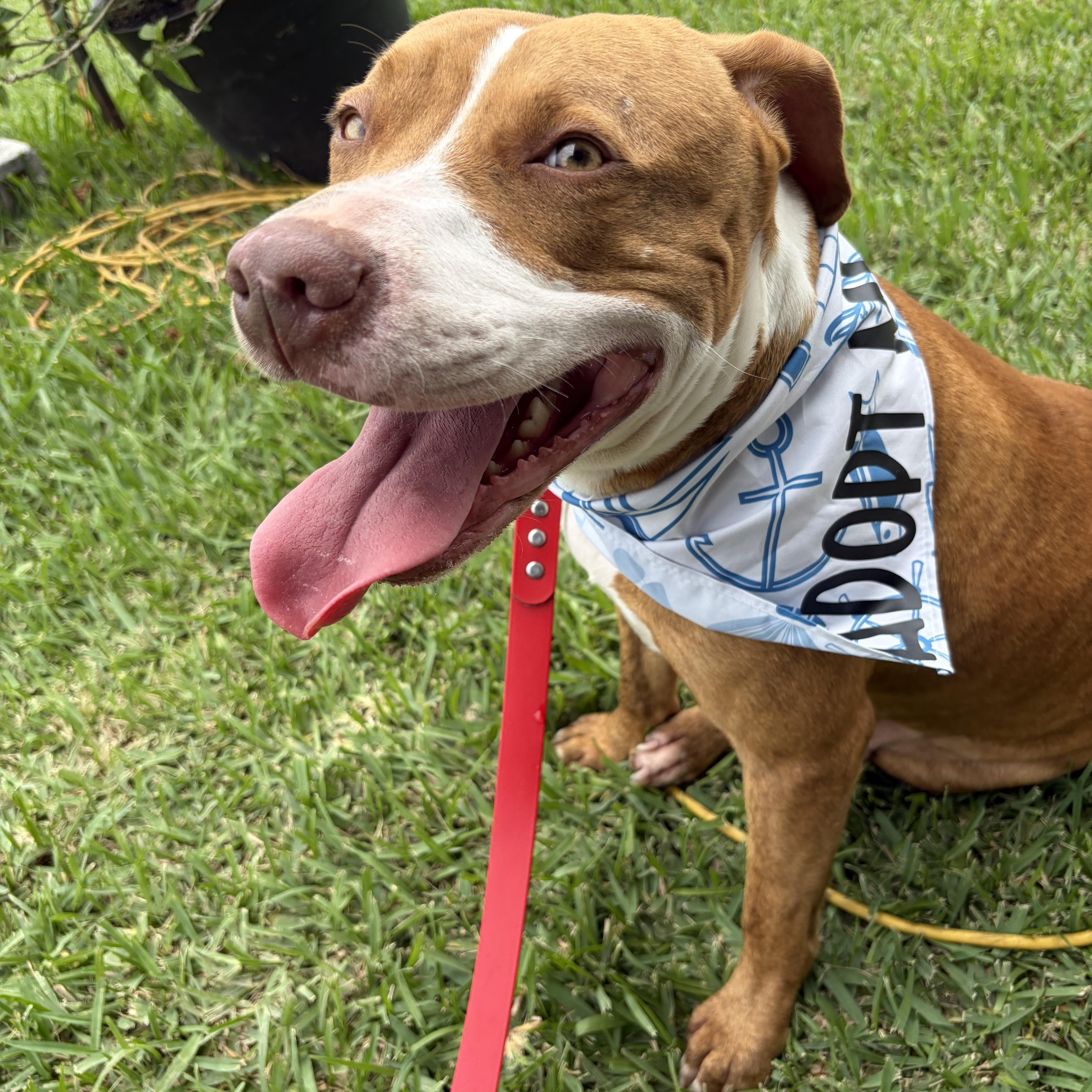 Penny, Adoptable, Adult Female Pit Bull Terrier & Boxer.