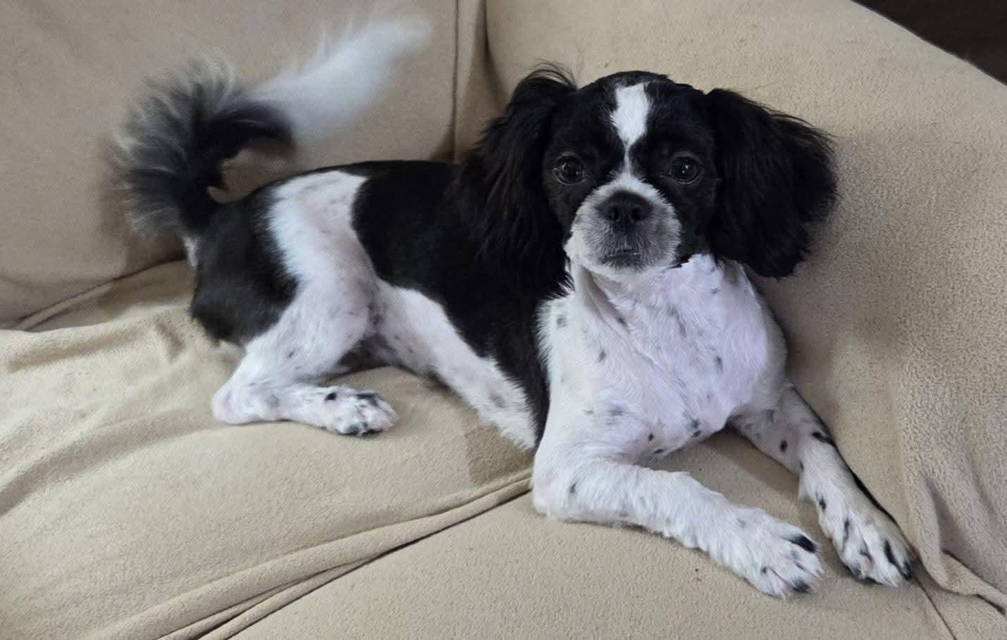 Panda, adopted, Puppy Female Shih Tzu.