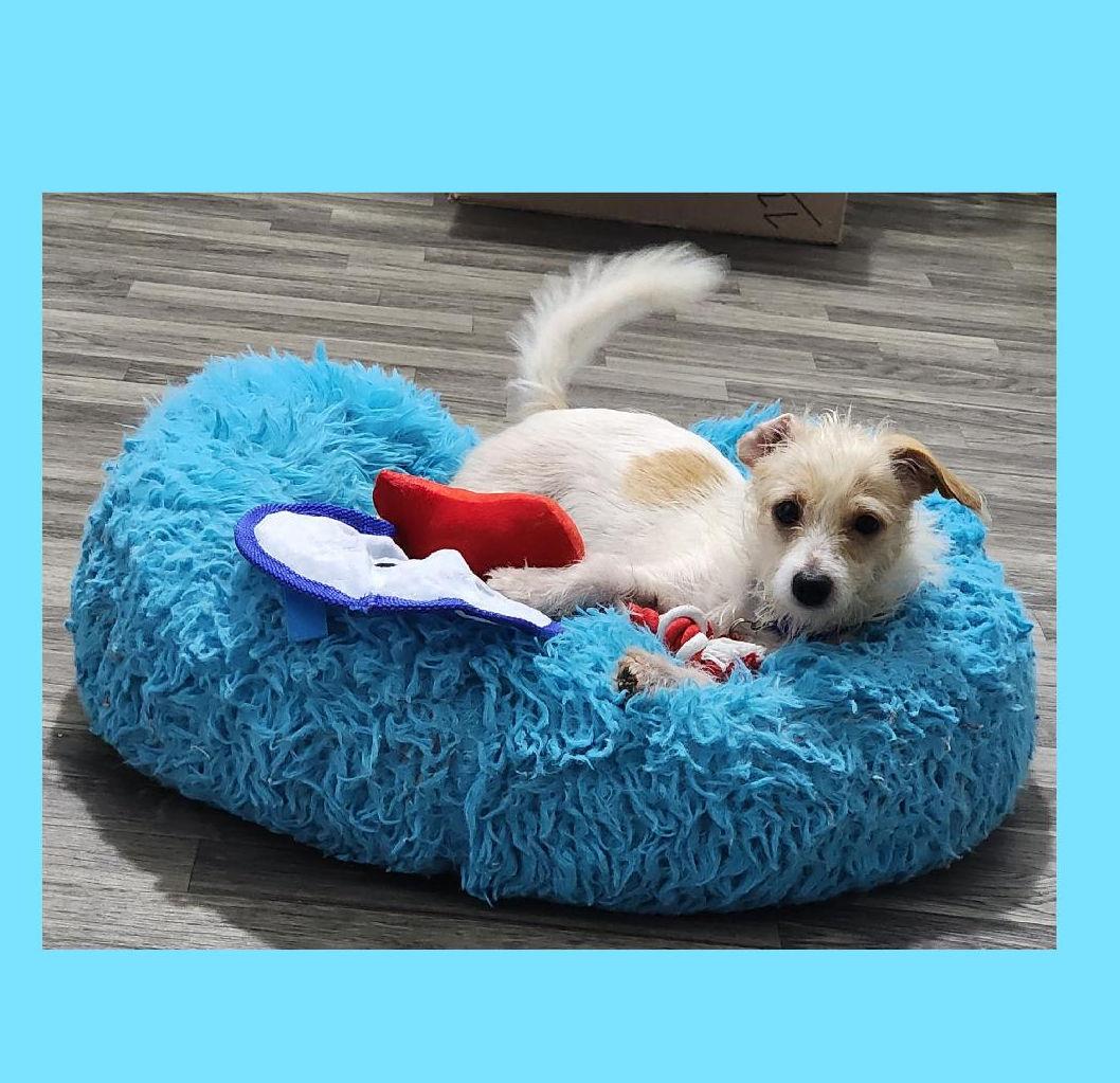 Enlarge Tater Tot, a Adoptable mixed breed in Lake Geneva, WI image 1/5