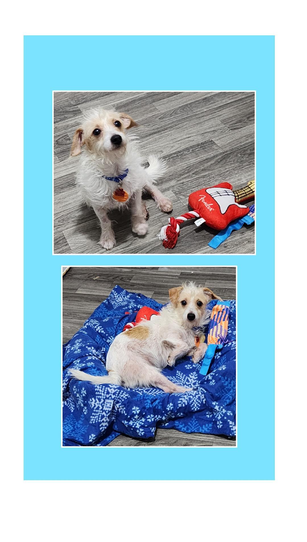 Enlarge Tater Tot, a Adoptable mixed breed in Lake Geneva, WI image 5/5