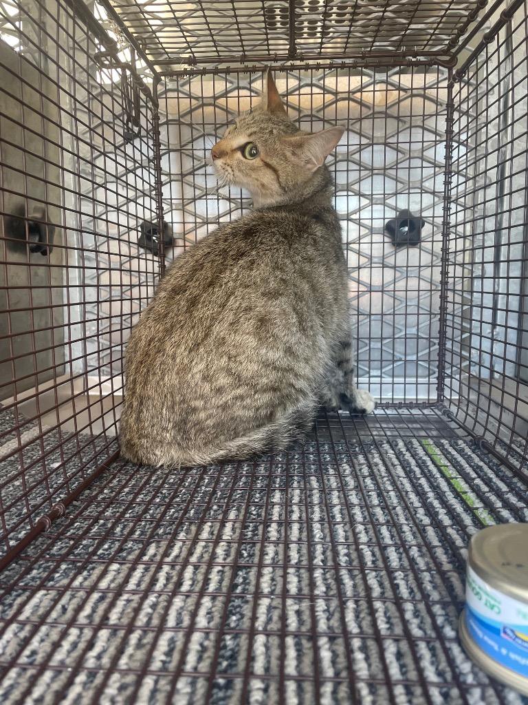 Clover (Bergie), Adoptable, Young Female Domestic Short Hair.