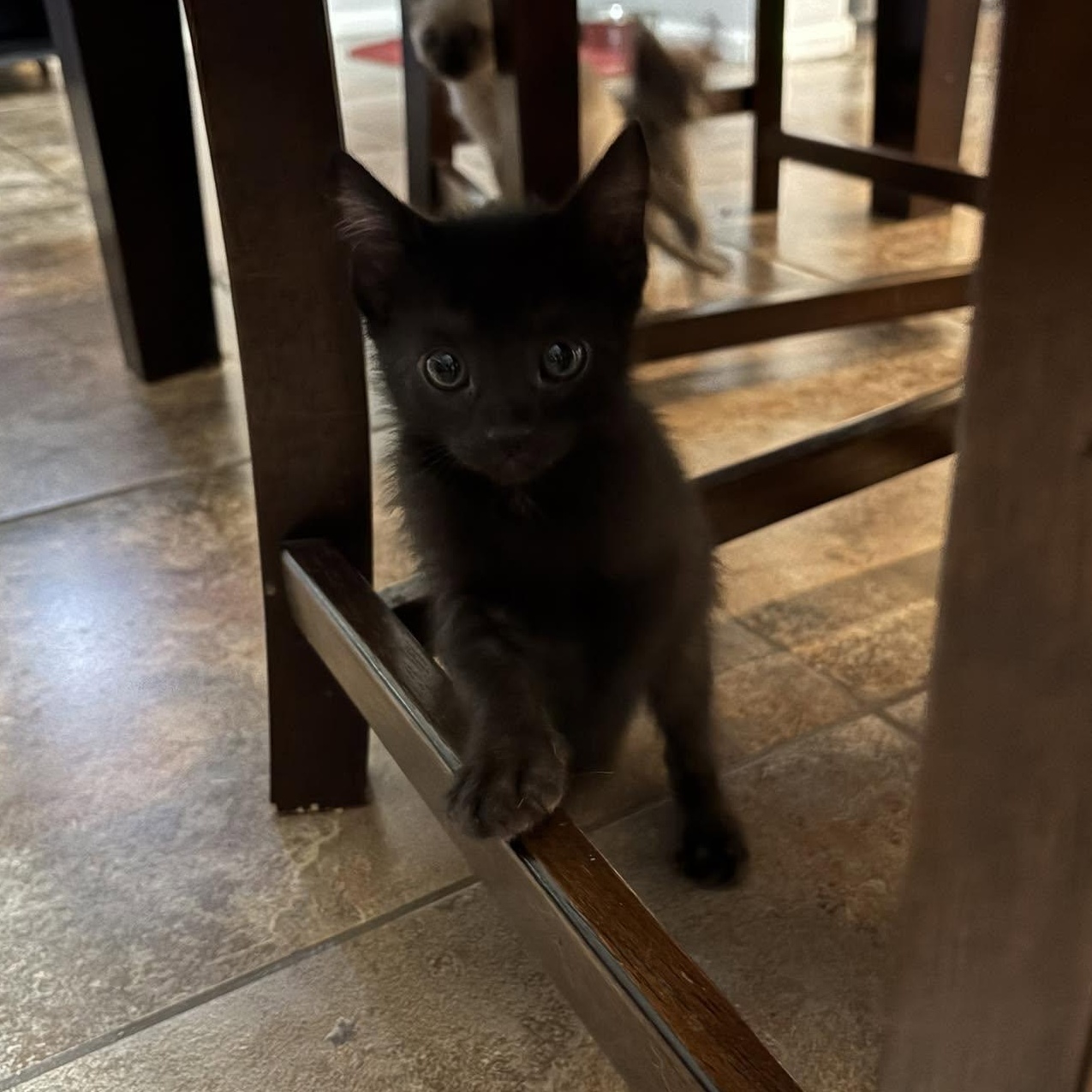 Dremel, an adopted Domestic Short Hair in Queen Creek, AZ image 3/5