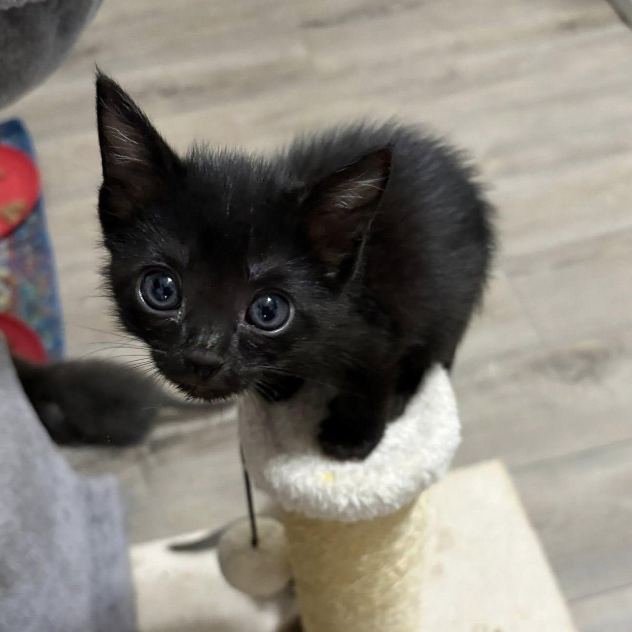 Dremel, an adopted Domestic Short Hair in Queen Creek, AZ image 5/5
