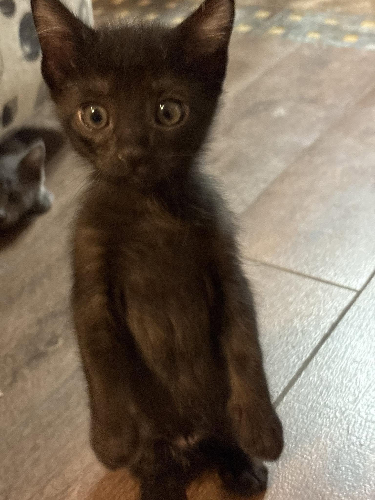 Dremel, an adopted Domestic Short Hair in Queen Creek, AZ image 2/5