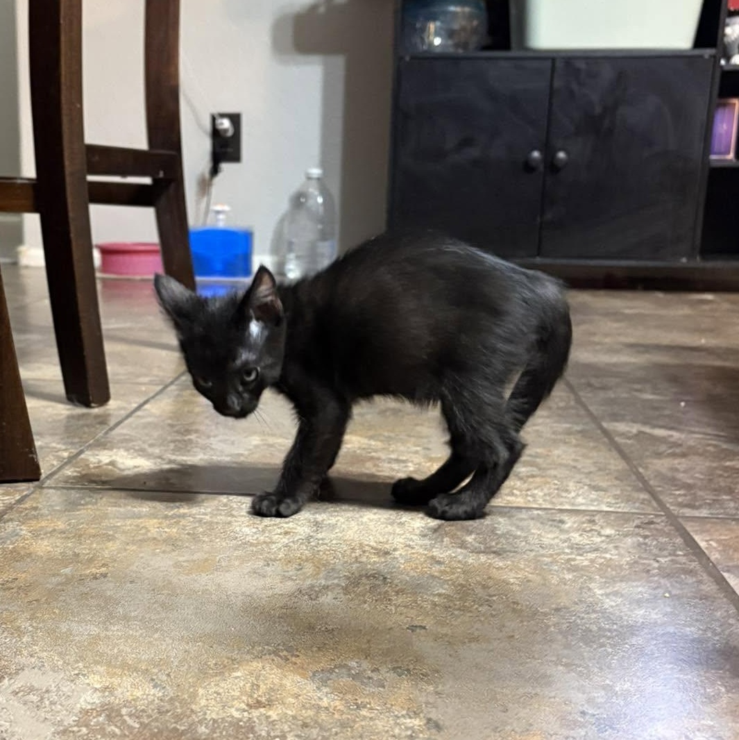 Dremel, an adopted Domestic Short Hair in Queen Creek, AZ image 4/5