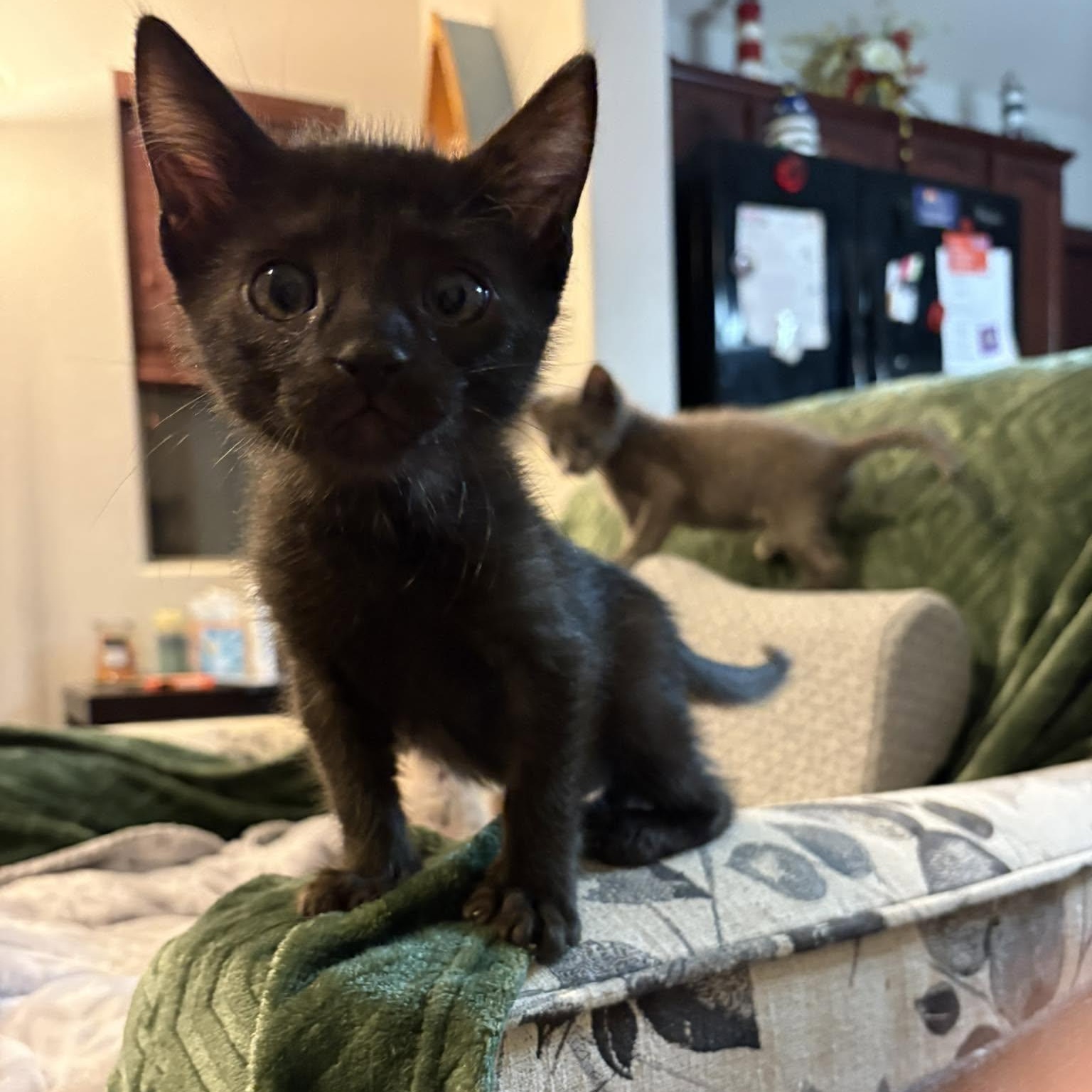 Dremel, adopted, Kitten Male Domestic Short Hair.