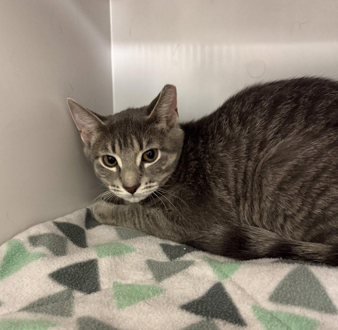 Hipster Chick, Adoptable, Young Female Domestic Short Hair.