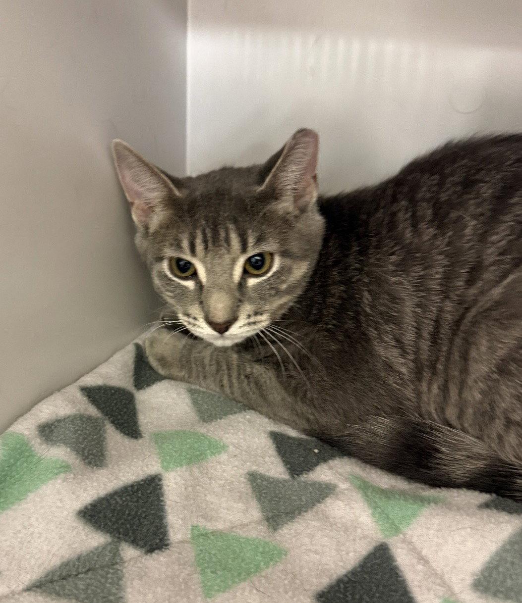 Enlarge Hipster Chick, a Adoptable Domestic Short Hair in Walled Lake, MI image 2/2