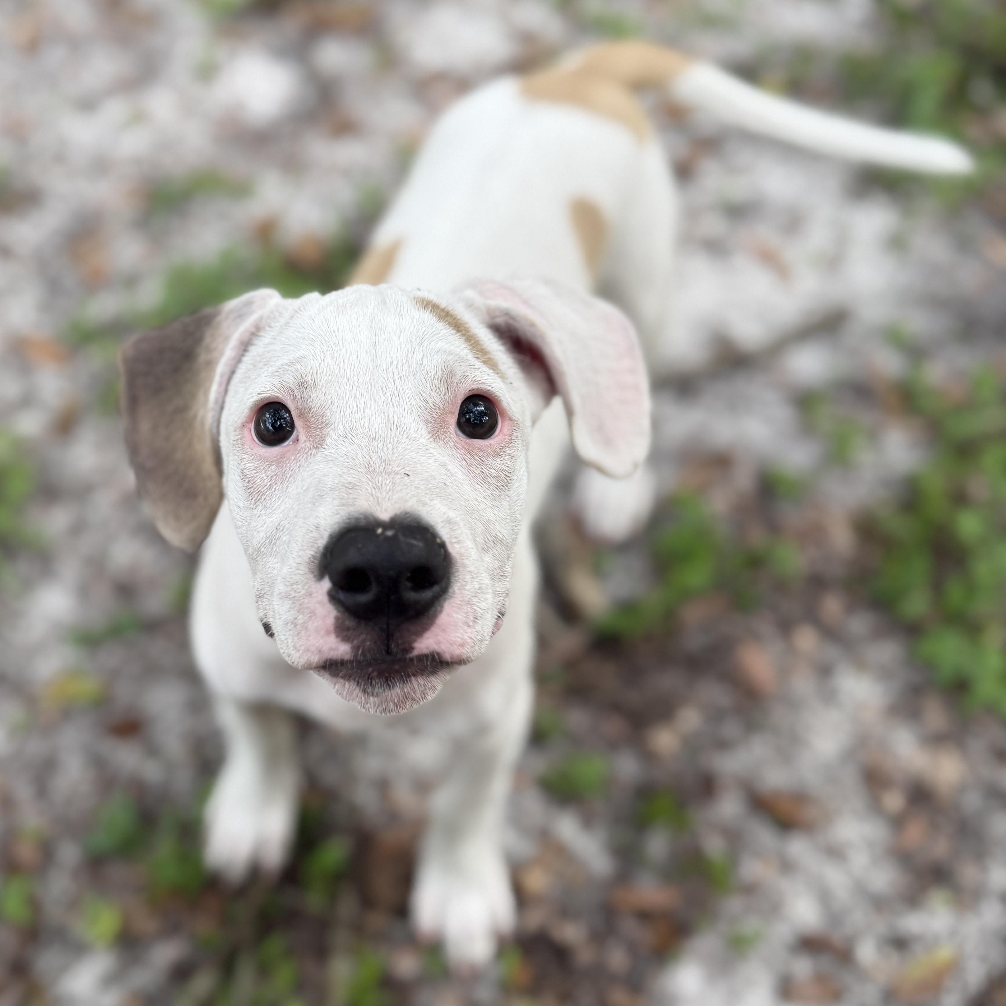 Little Foot, a Adoptable Mixed Breed in Deltona, FL image 3/5