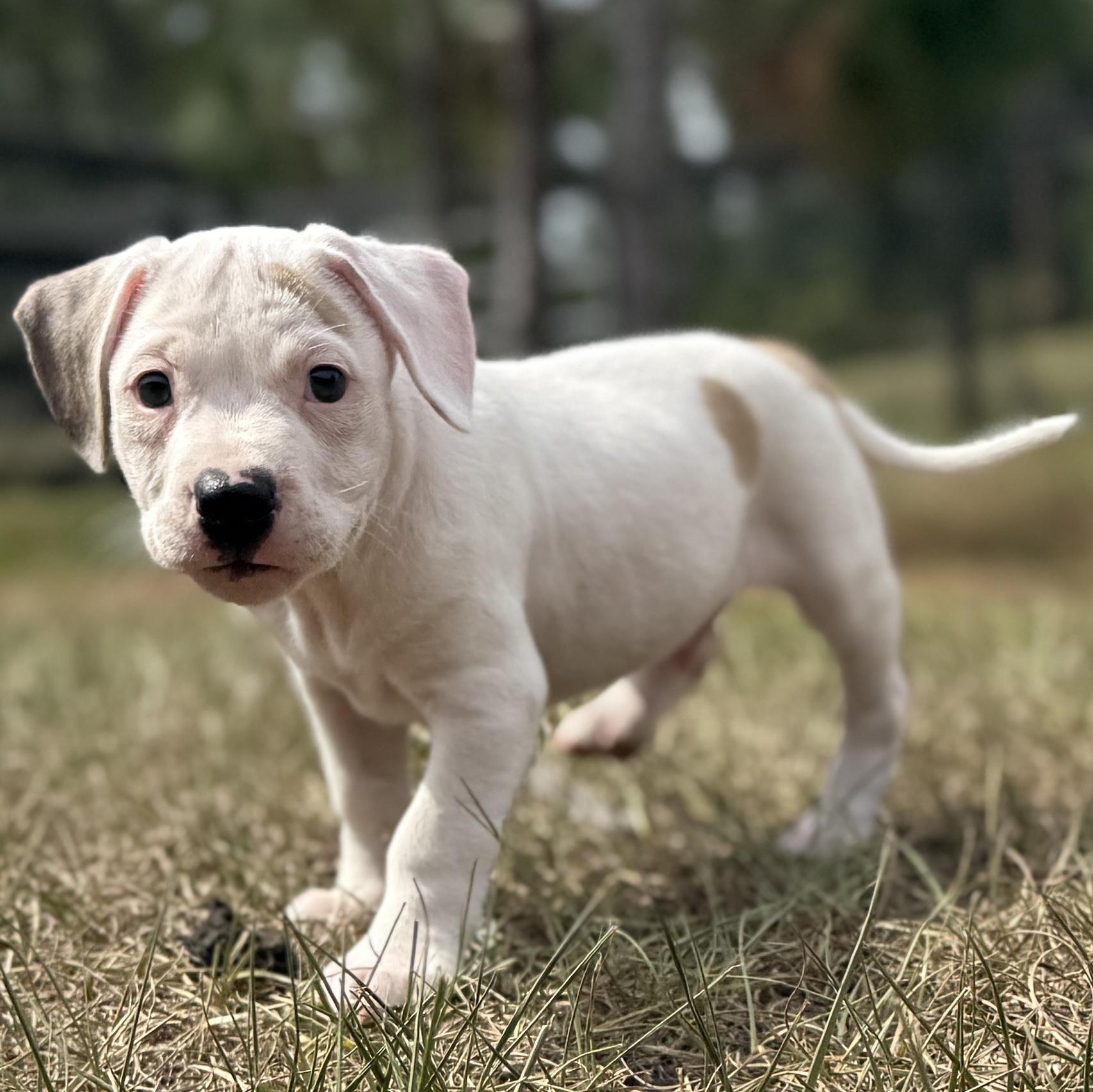 Enlarge Little Foot, a Adoptable Mixed Breed in Deltona, FL image 3/5