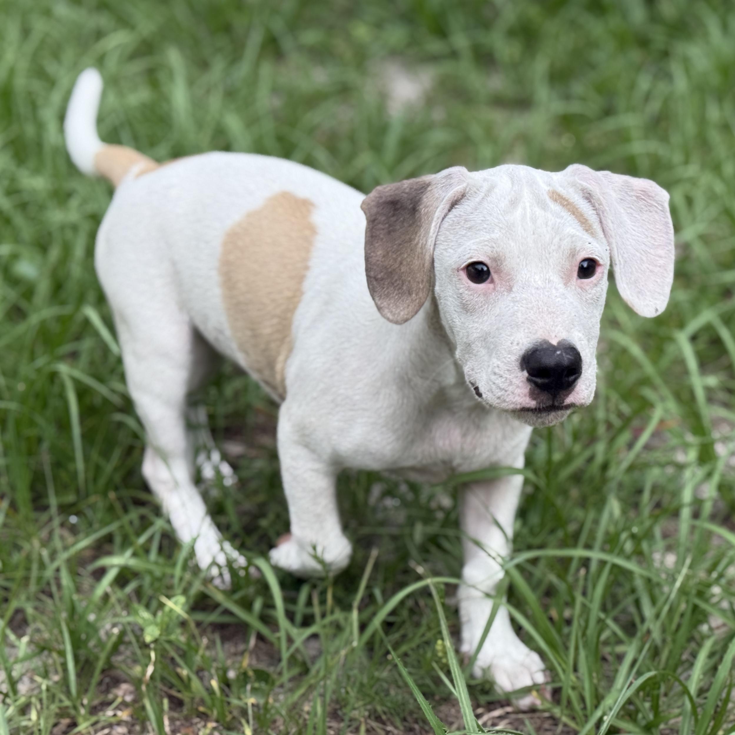 Little Foot, Adoptable, Puppy Male Mixed Breed.