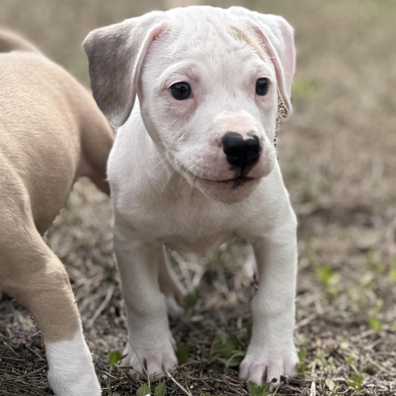 Enlarge Little Foot, a Adoptable Mixed Breed in Deltona, FL image 5/5