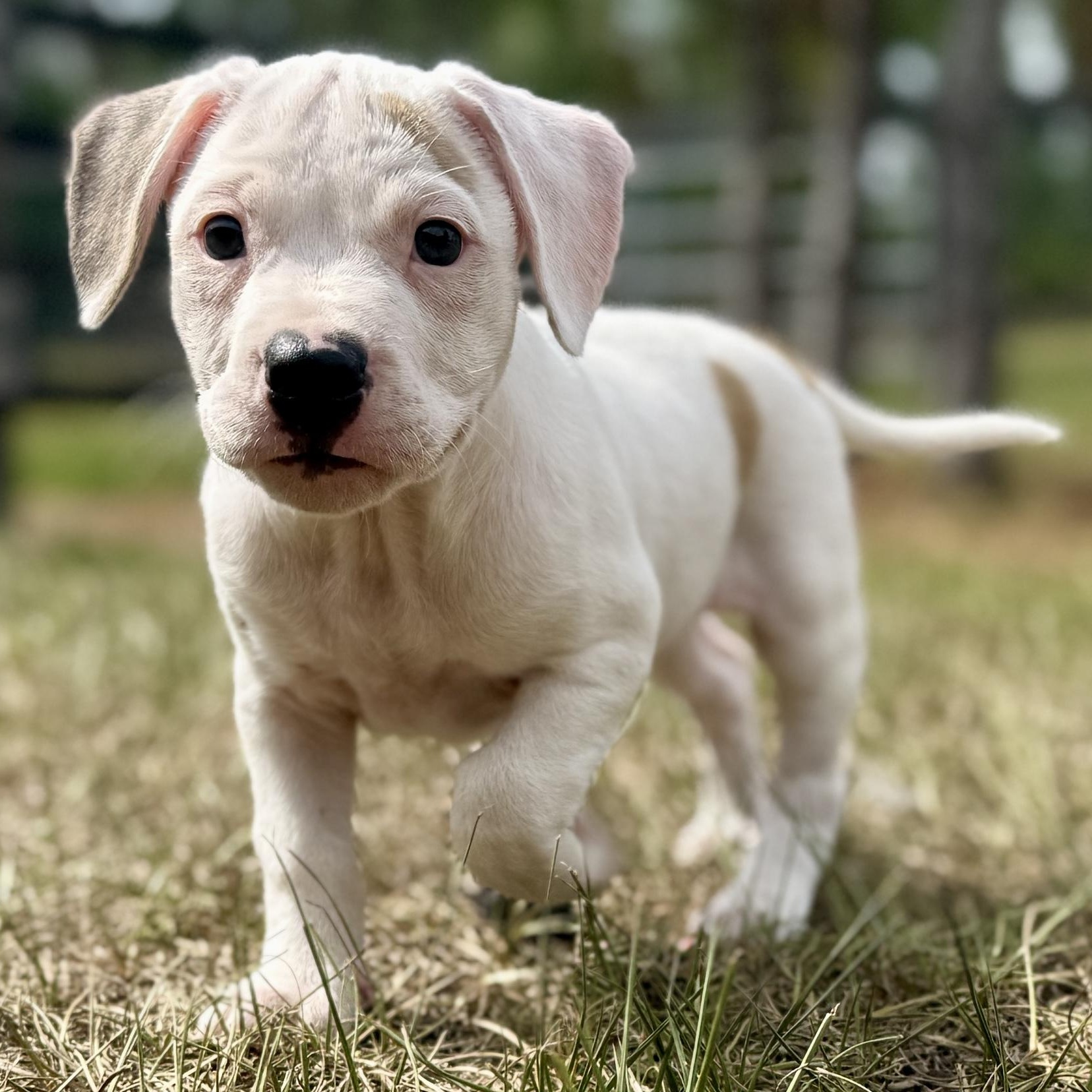 Enlarge Little Foot, a Adoptable Mixed Breed in Deltona, FL image 4/5
