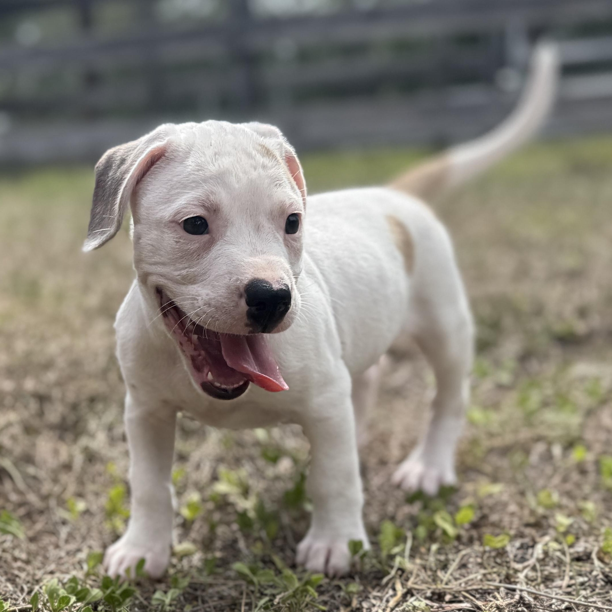 Enlarge Little Foot, a Adoptable Mixed Breed in Deltona, FL image 2/5