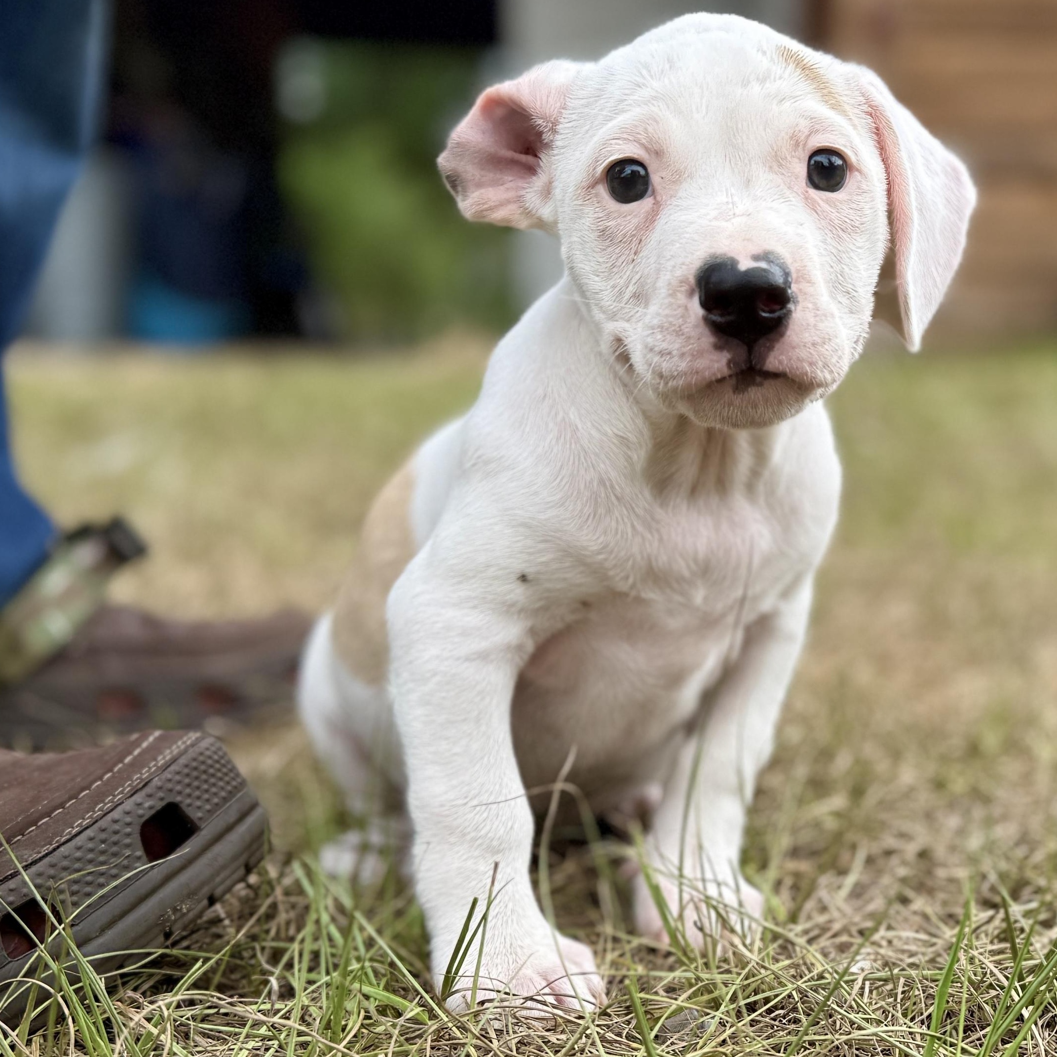 Little Foot, Adoptable, Puppy Male Mixed Breed.