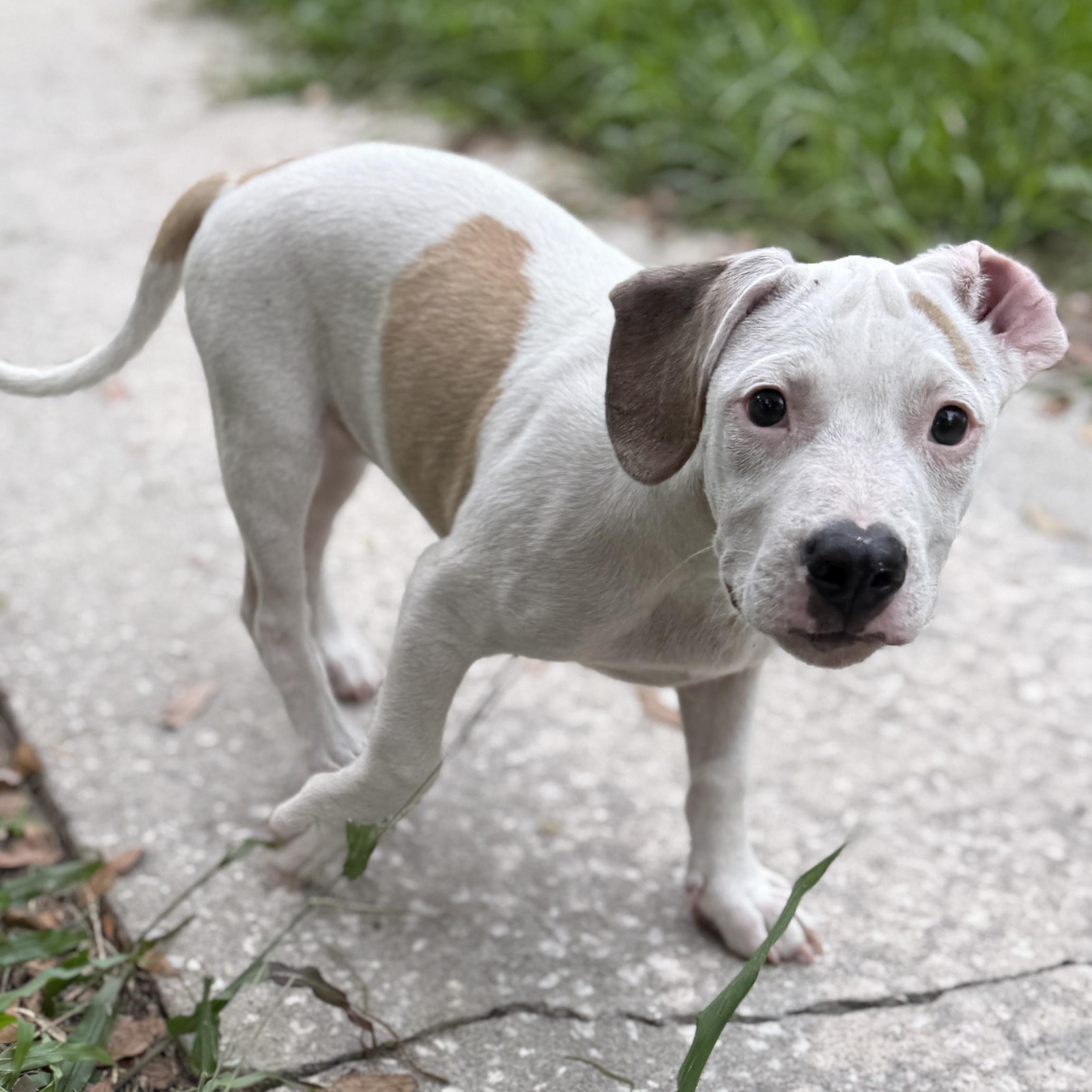 Little Foot, a Adoptable Mixed Breed in Deltona, FL image 4/5