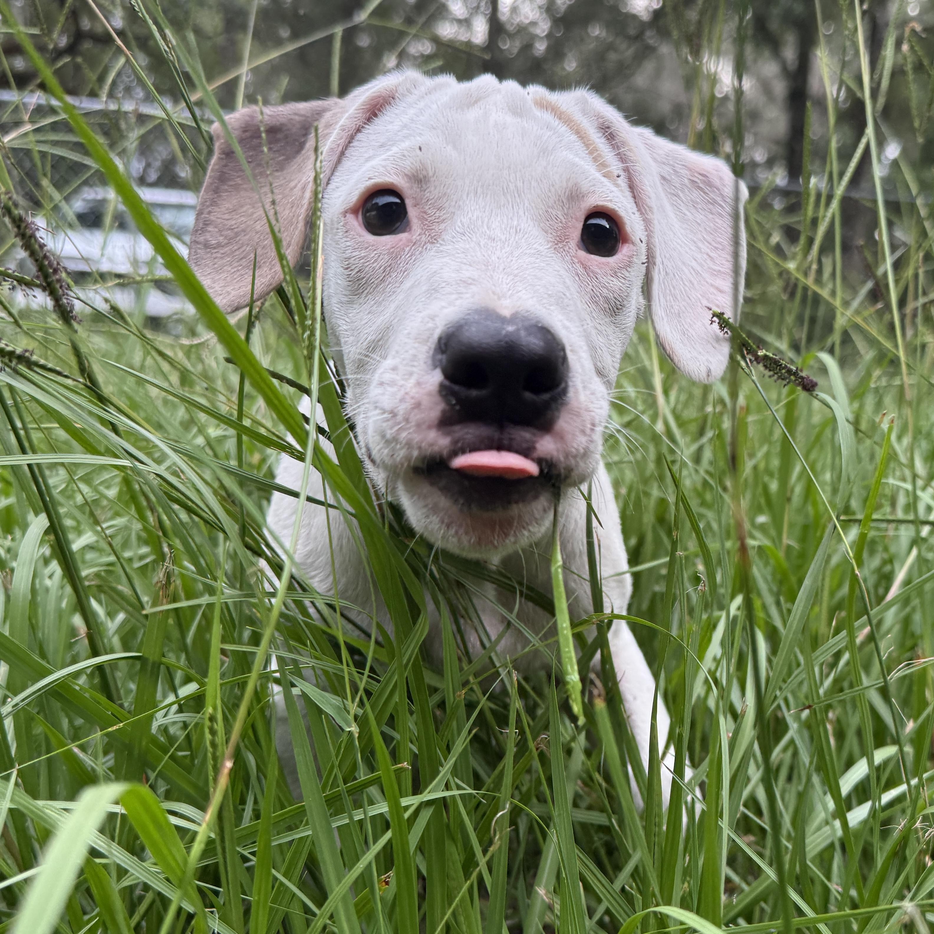 Little Foot, a Adoptable Mixed Breed in Deltona, FL image 5/5