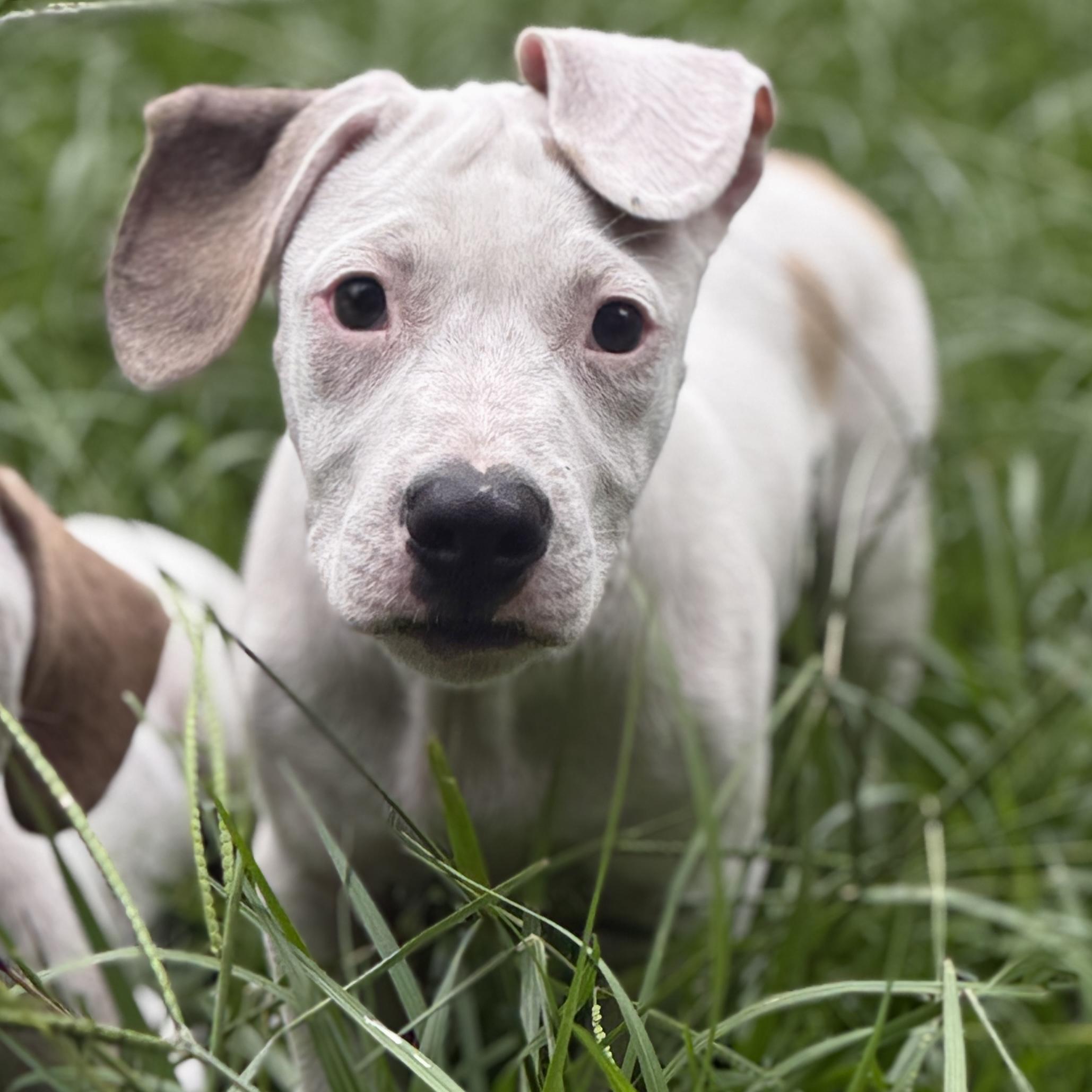 Little Foot, a Adoptable Mixed Breed in Deltona, FL image 2/5