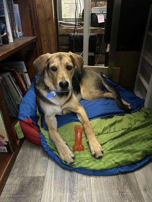 Enlarge Tamera, a Adoptable mixed breed in TULSA, OK image 1/6