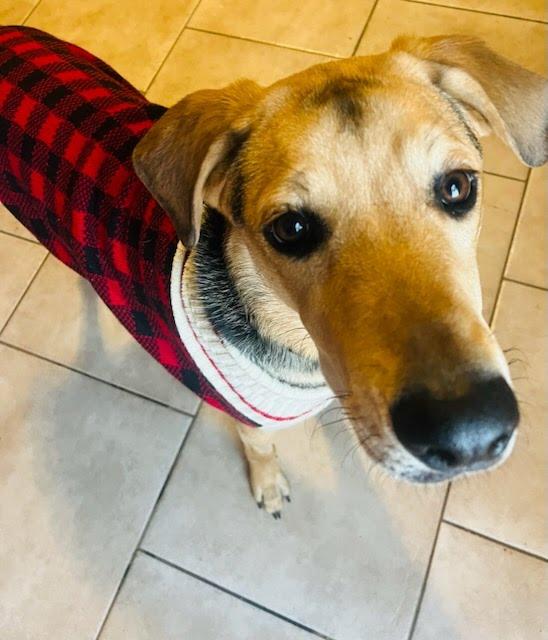 Enlarge Tamera, a Adoptable mixed breed in TULSA, OK image 2/6