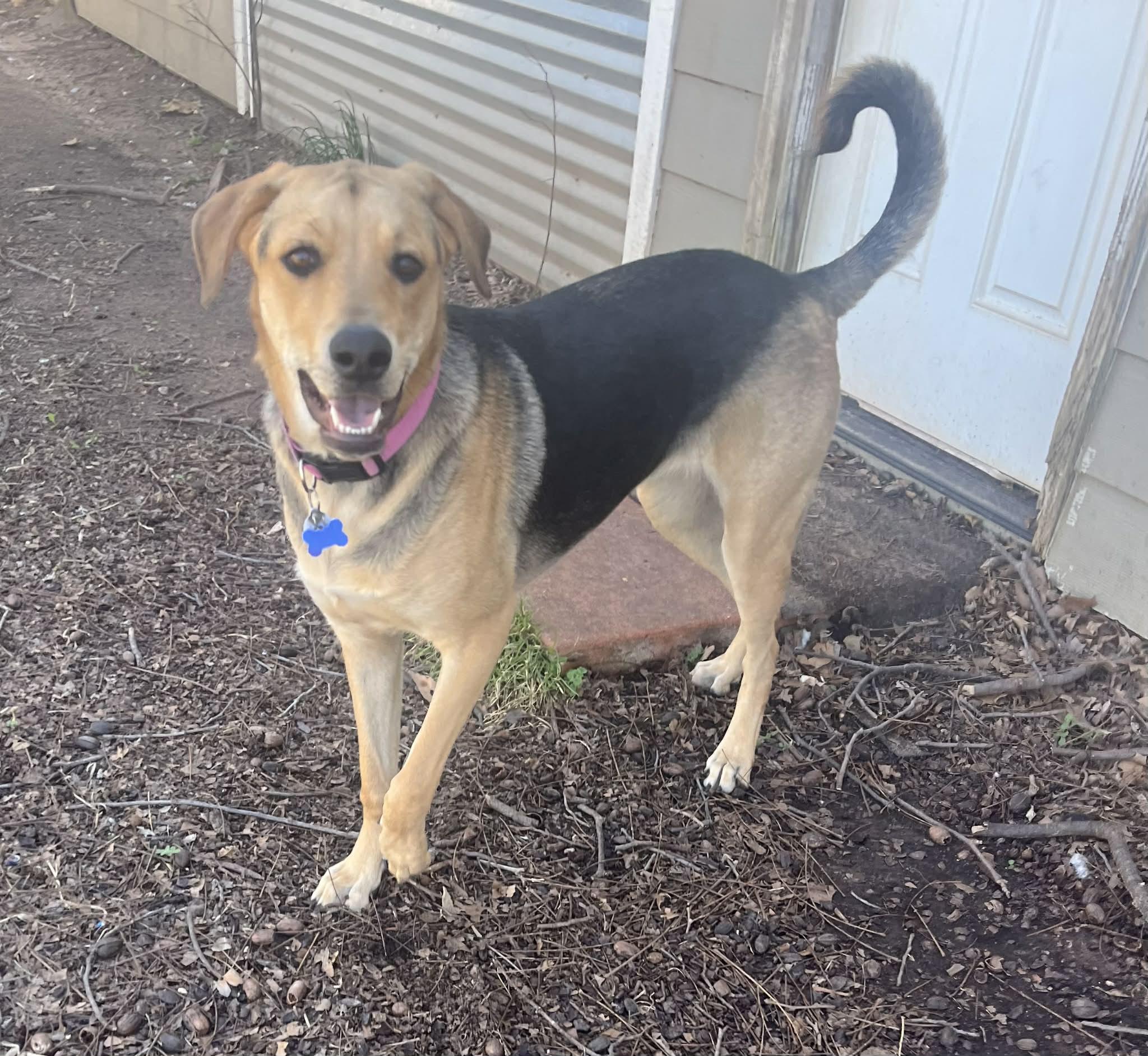 Enlarge Tamera, a Adoptable mixed breed in TULSA, OK image 2/6