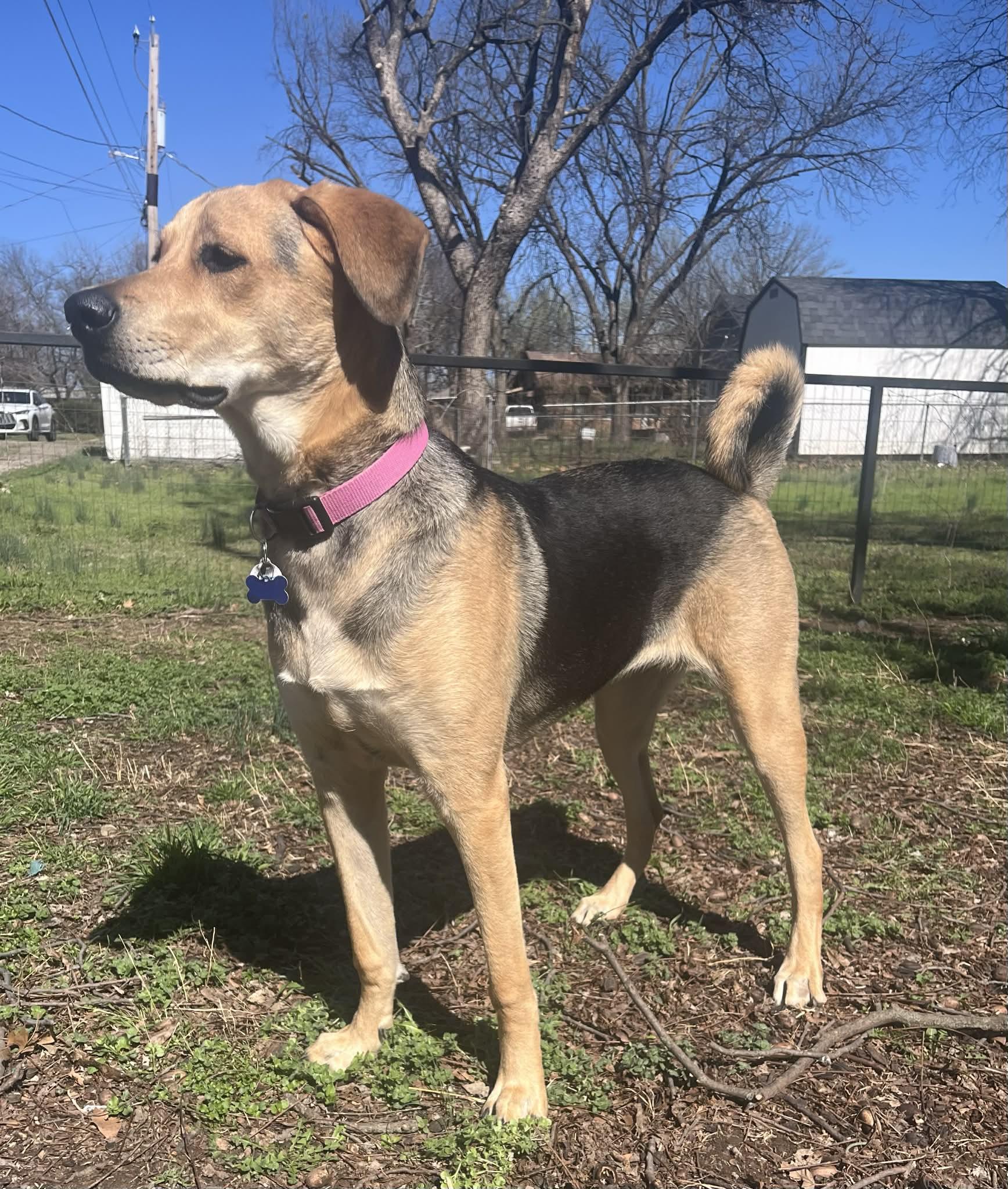 Tamera, Adoptable, Young Female English Coonhound & American Foxhound.
