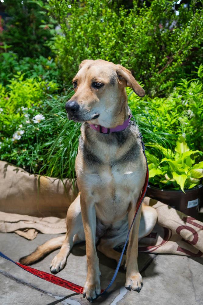 Enlarge Tamera, a Adoptable mixed breed in TULSA, OK image 4/6