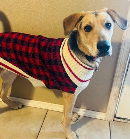 Enlarge Tamera, a Adoptable mixed breed in TULSA, OK image 2/6