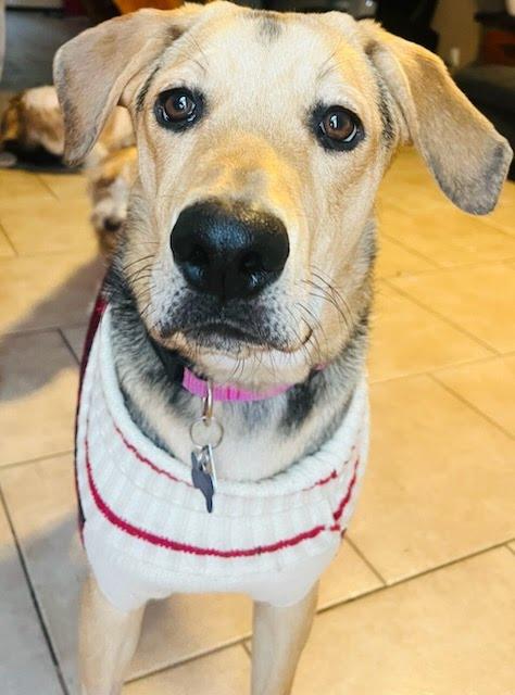 Enlarge Tamera, a Adoptable mixed breed in TULSA, OK image 4/6