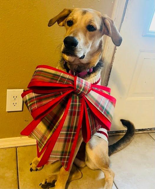 Enlarge Tamera, a Adoptable mixed breed in TULSA, OK image 5/6