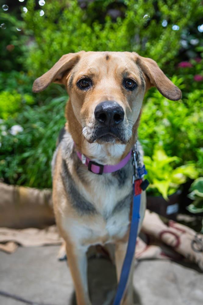 Enlarge Tamera, a Adoptable mixed breed in TULSA, OK image 6/6