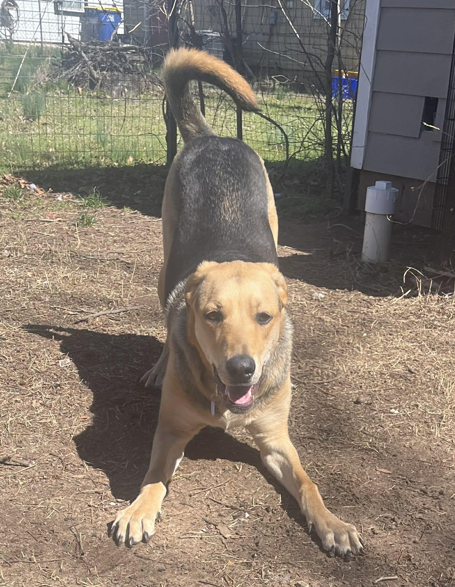 Enlarge Tamera, a Adoptable mixed breed in TULSA, OK image 6/6