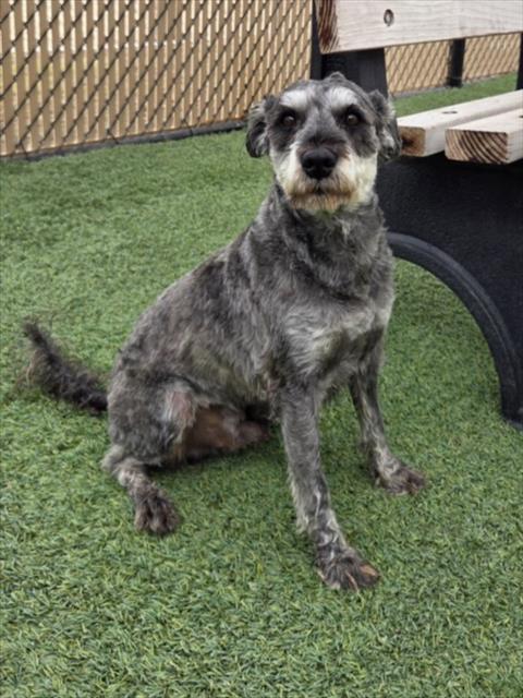LICORICE, Adoptable, Adult Male Poodle & Mixed Breed.