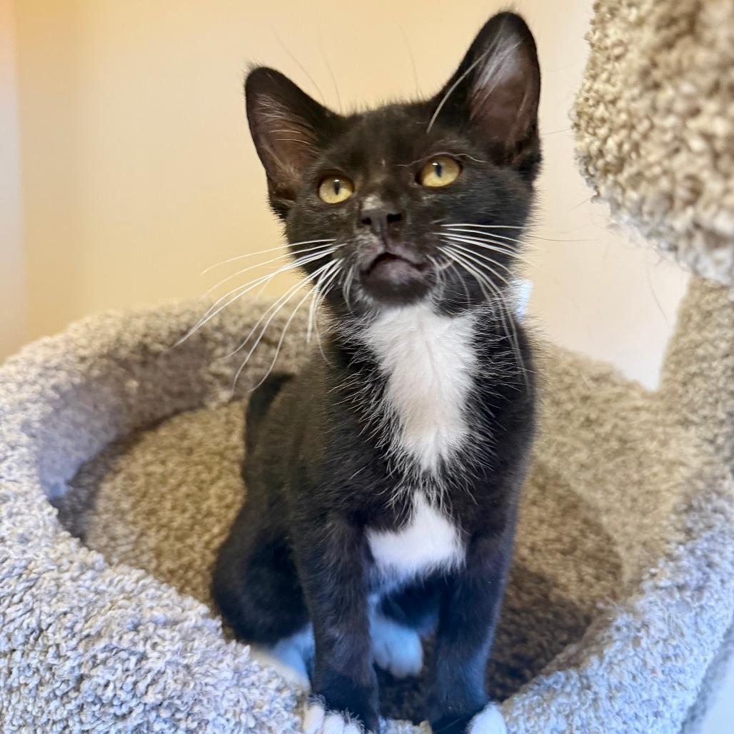 Ramen, a Adoptable Domestic Short Hair in Agoura Hills, CA image 1/6