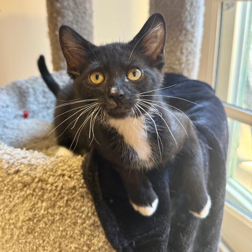 Ramen, a Adoptable Domestic Short Hair in Agoura Hills, CA image 2/6