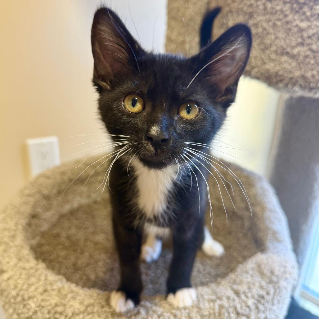Ramen, a Adoptable Domestic Short Hair in Agoura Hills, CA image 3/6