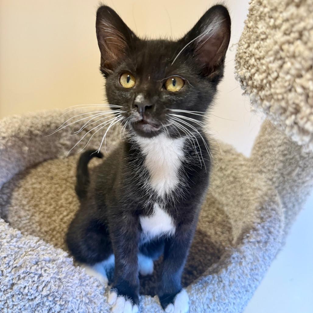 Ramen, a Adoptable Domestic Short Hair in Agoura Hills, CA image 4/6