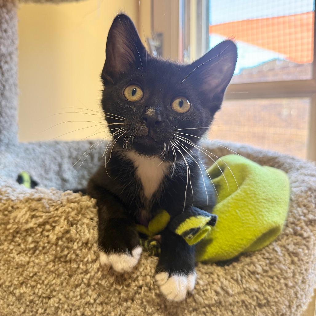 Ramen, a Adoptable Domestic Short Hair in Agoura Hills, CA image 5/6
